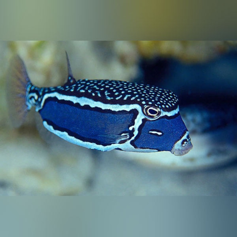 Whitley Boxfish