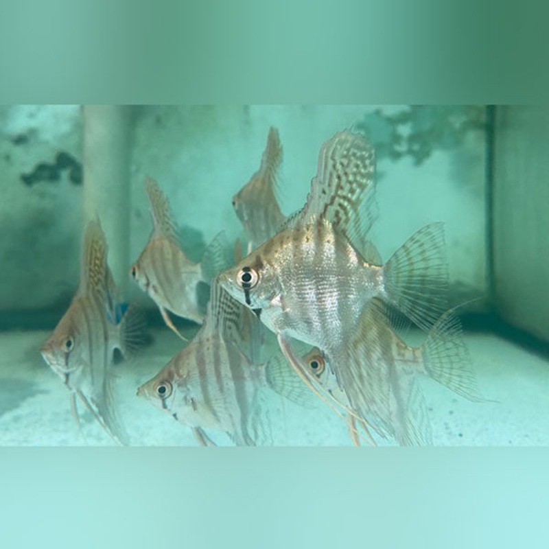 Zebra Angelfish