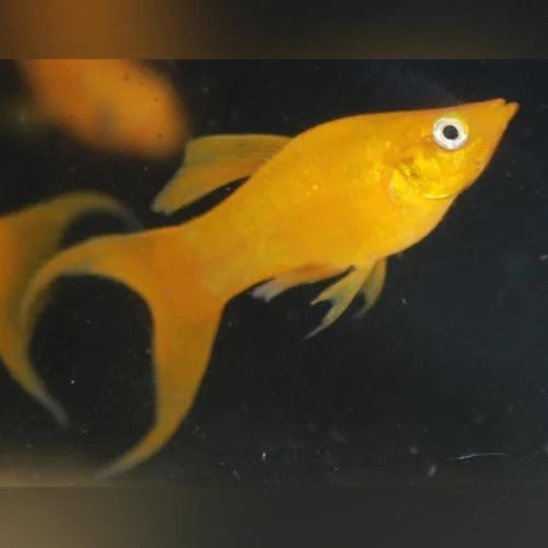 24 kt  Lyre Tail Molly (Group of 4)