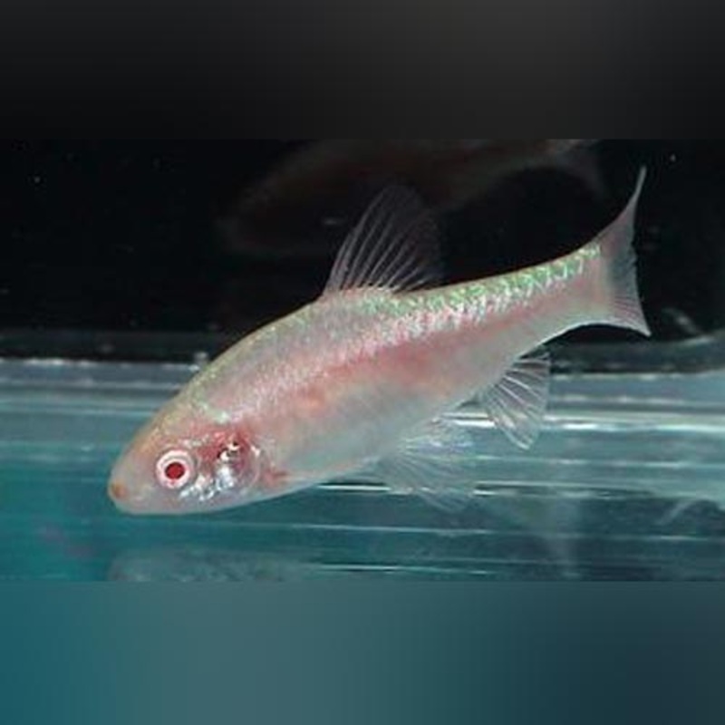 Albino Cherry Barb (School of 6)