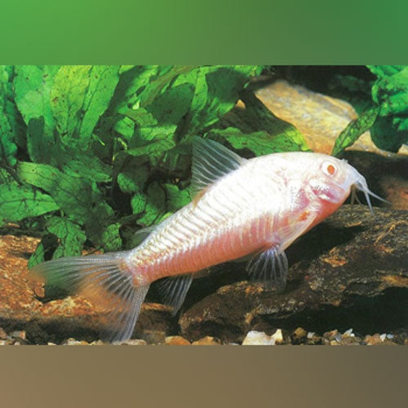 Albino Cory (Pack of 3)