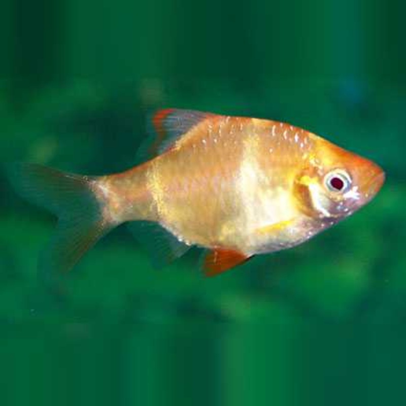 Albino Tiger Barb (School of 6)