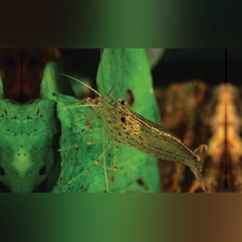 Amano Algae Eating Shrimp (colony of 5)