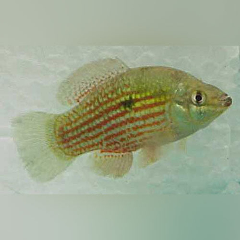 American Flagfish (School of 4)