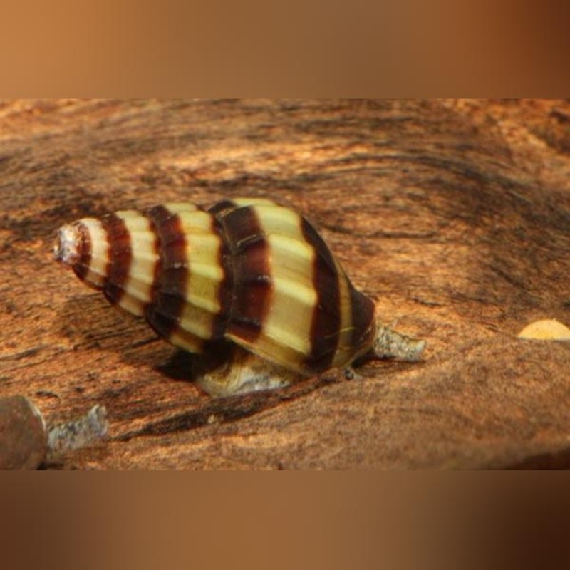Assassin Snail (walk of 10)