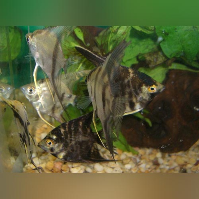 Assorted Angelfish Medium (school of 4)