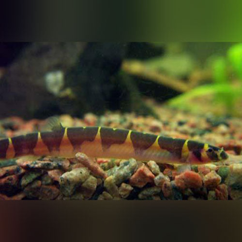 Banded Kuhli Loach (Group of 4)