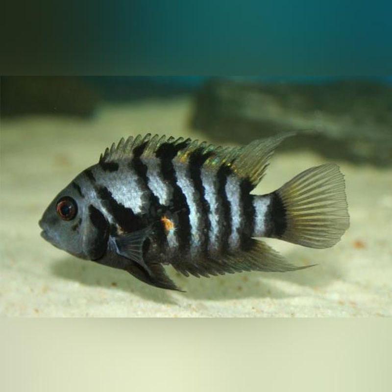 Black Convict Cichlid (school of 3)