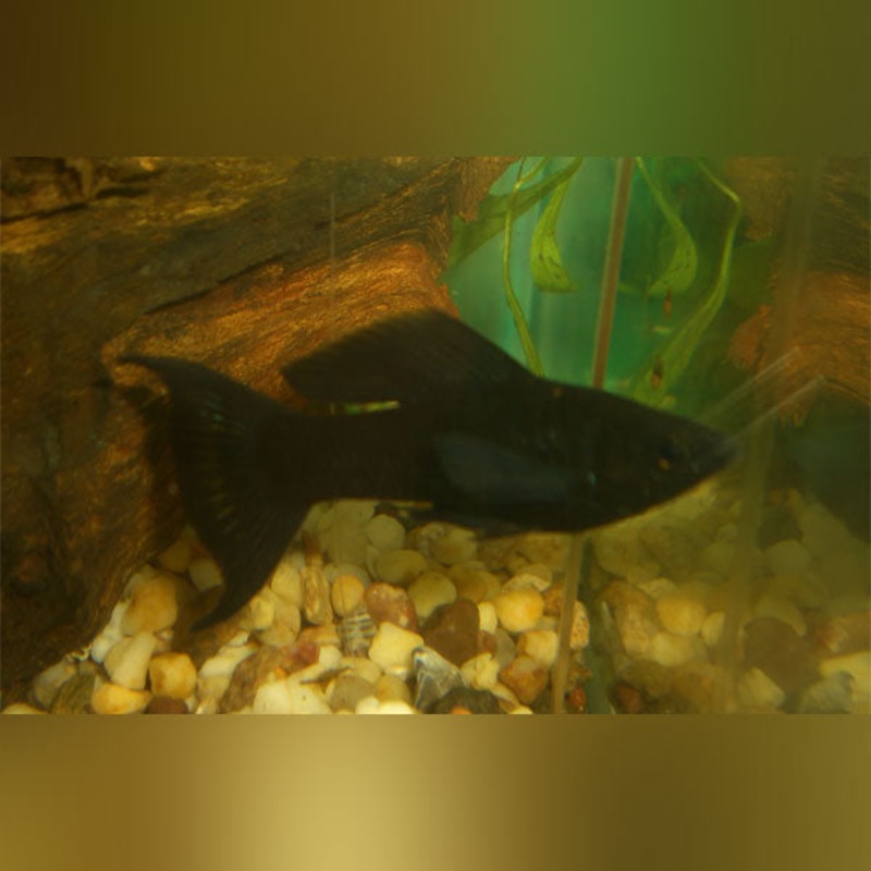 Black Lyre Molly (school of 4)