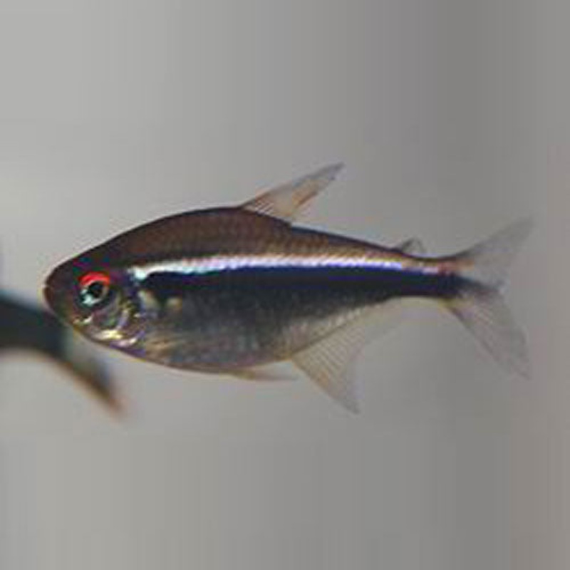 Black Neon Tetra (school of 6)