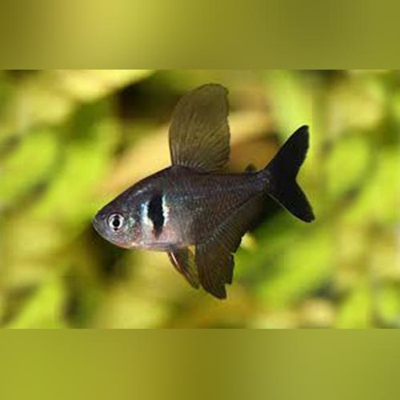 Black Phantom Tetra (school of 6)