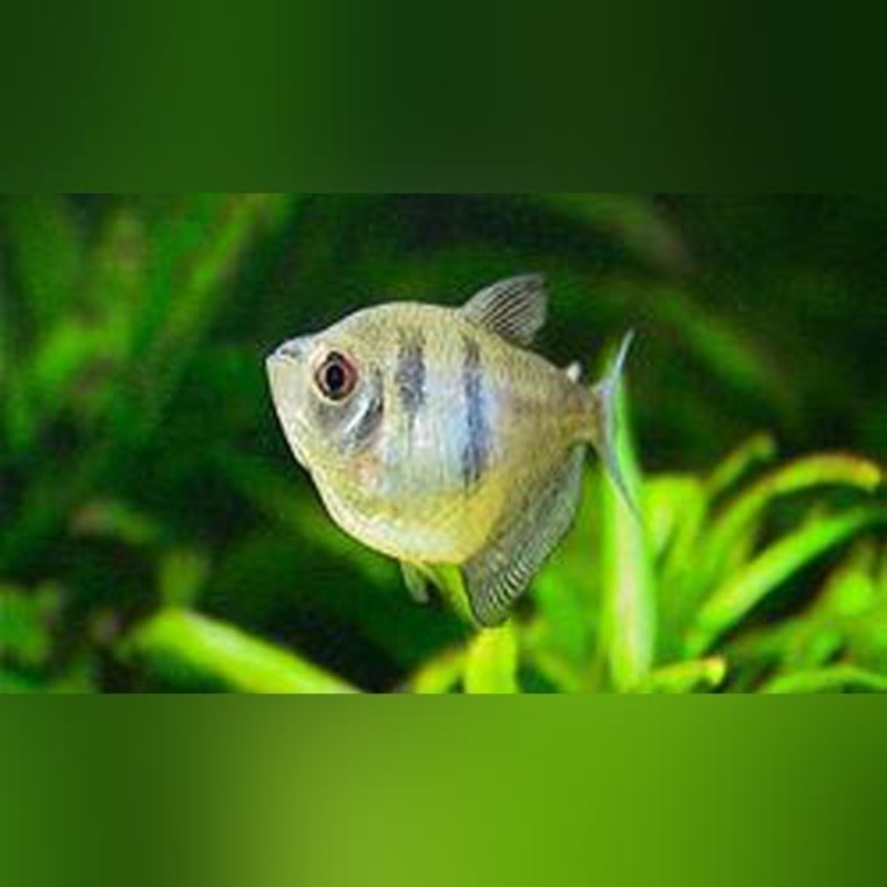 Black Skirt Tetra (school of 6)