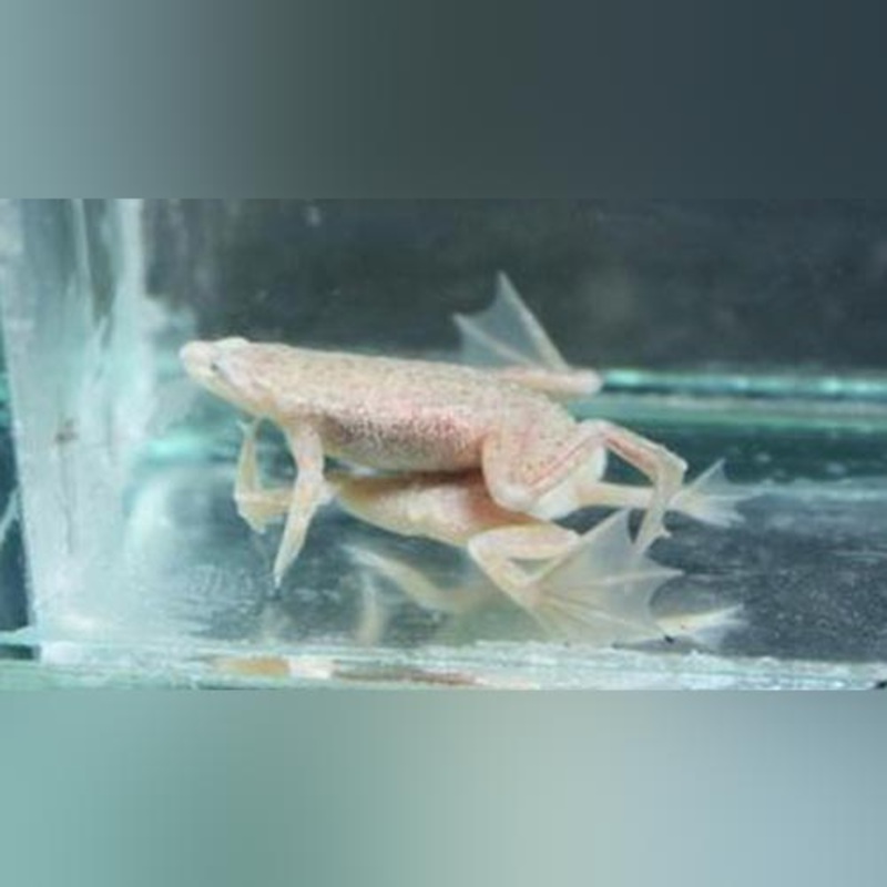 Blond Dwarf Frog (army of 3)