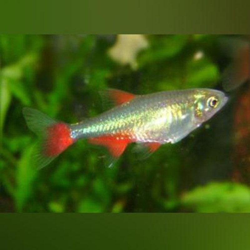 Bloodfin Tetra (school of 6)