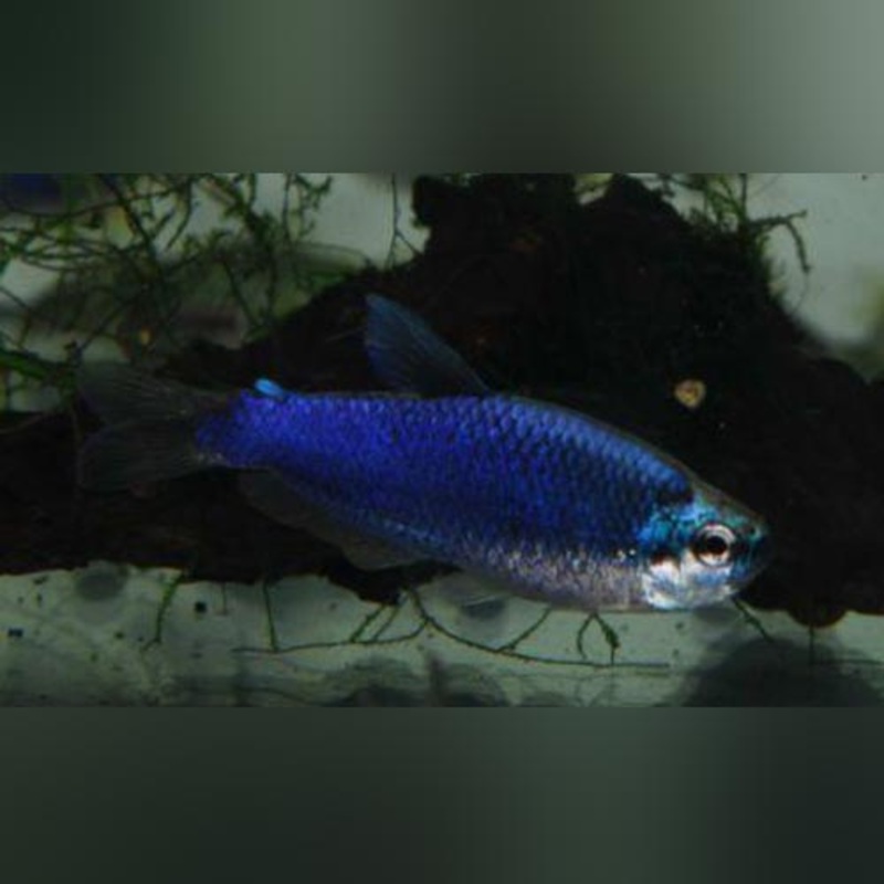 Blue Emperor Tetra (school of 6)