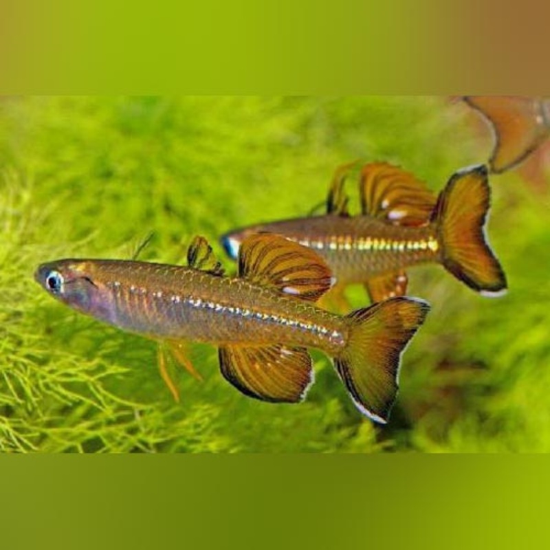 Blue Eye Tenellus Rainbow