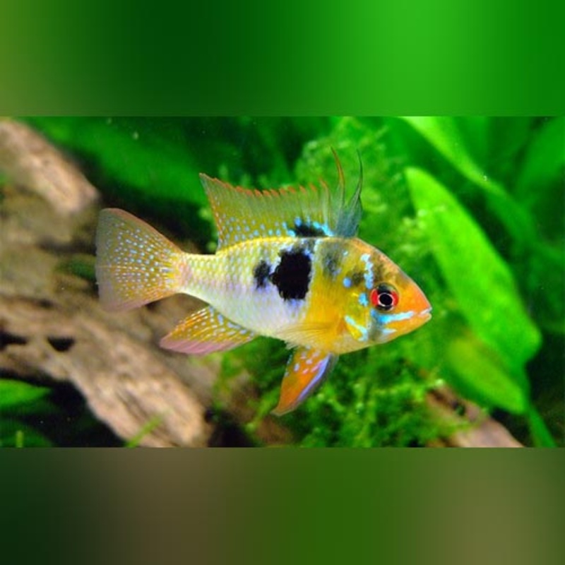 Blue Ram