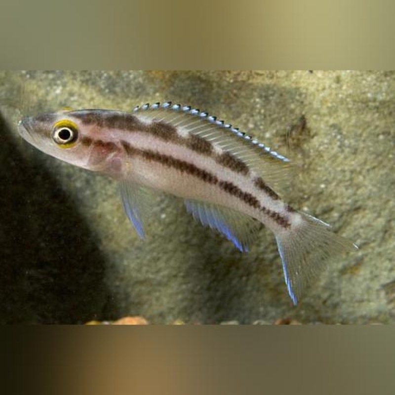 Buescheri Cichlid