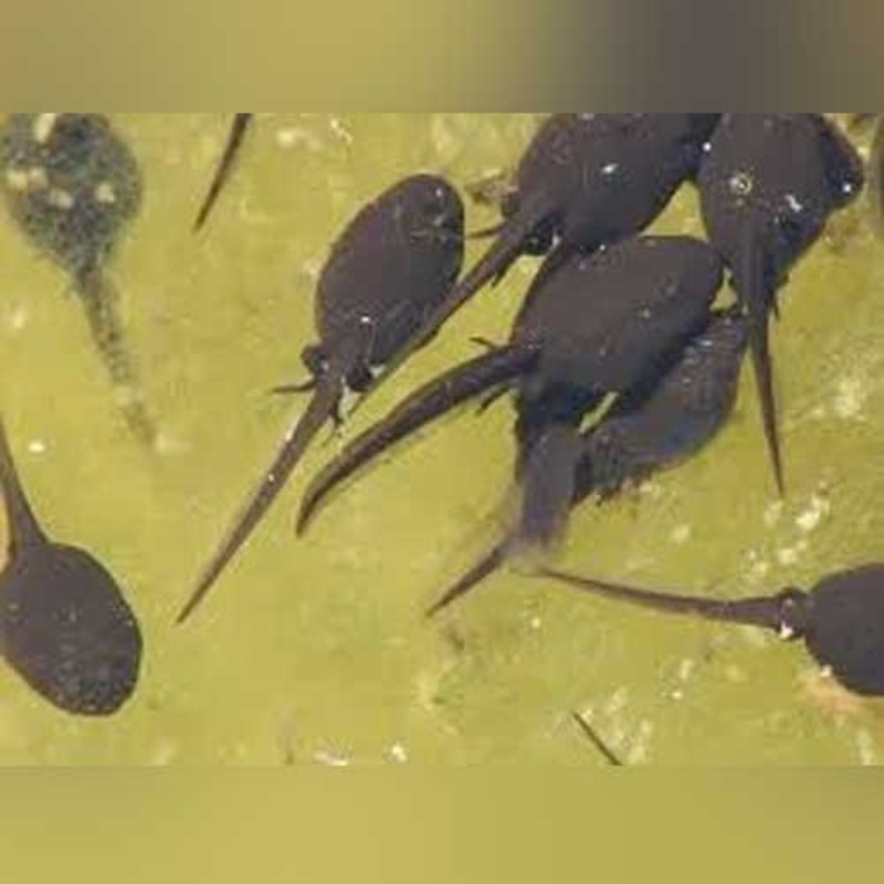 Bullfrog Tadpole (army of 10)