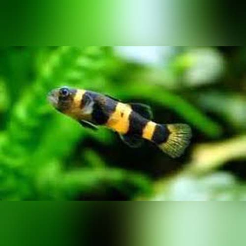 Bumblebee Goby (group of 3)