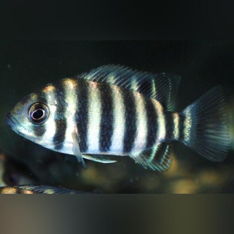 Buttikoferi Cichlid