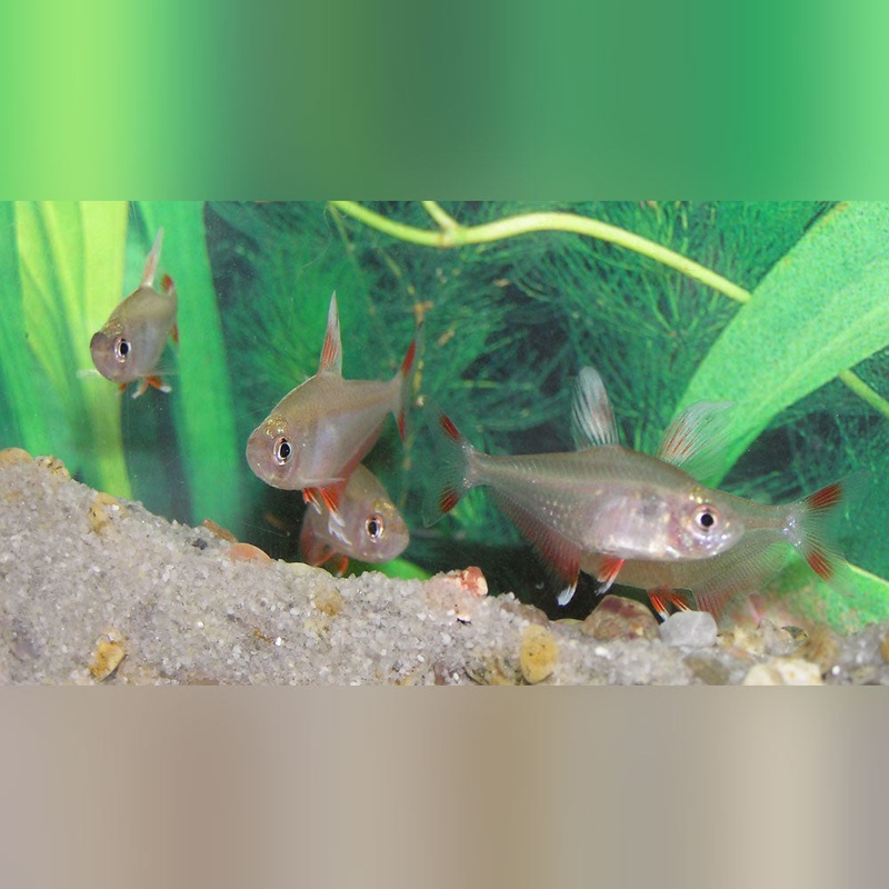 Candy Cane Tetra (school of 6)