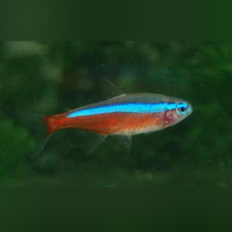 Cardinal Tetra (school of 6)