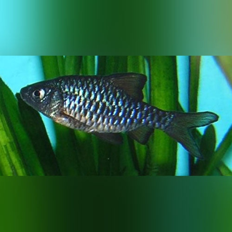 Checkered Barb (school of 5)