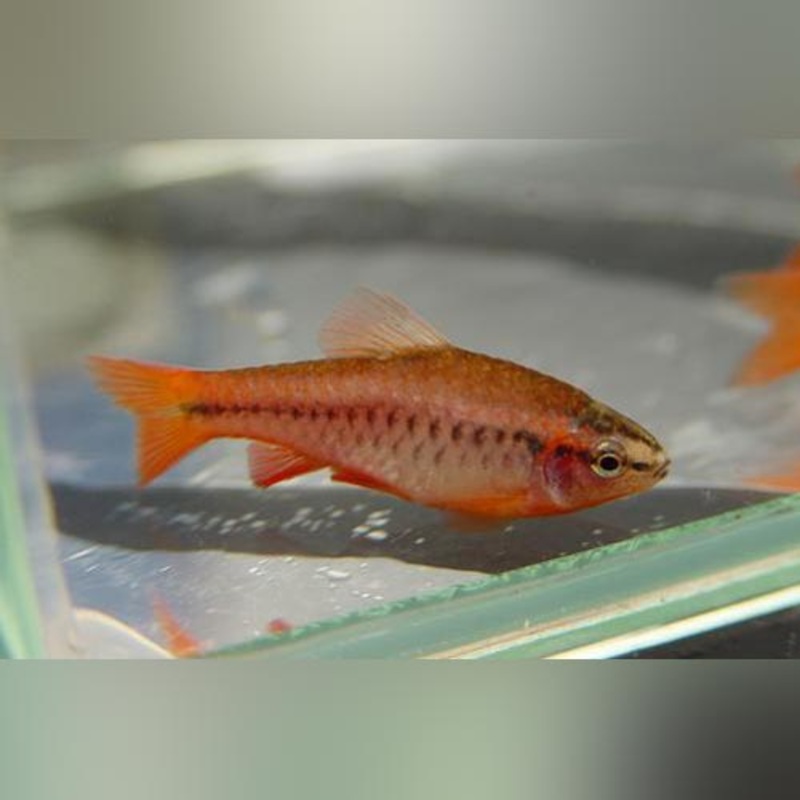 Cherry Barb (school of 6)