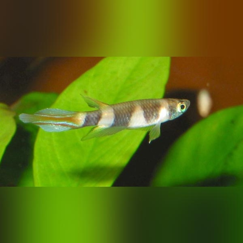 Clown Killifish (school of 4)