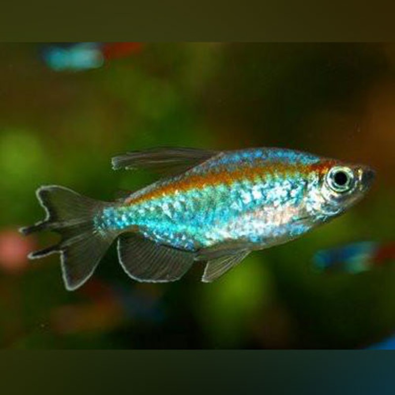 Congo Tetra (School of 5)