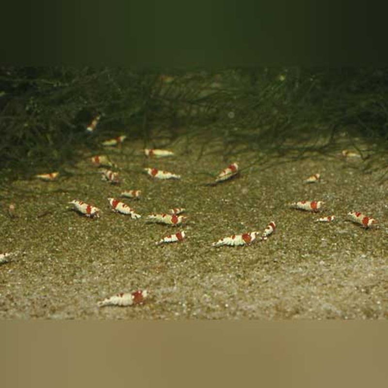 Crystal Red Shrimp (colony of 4)