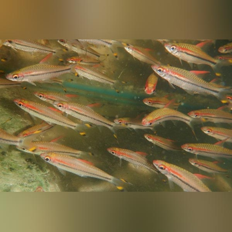 Denisoni Barb (school of 4)