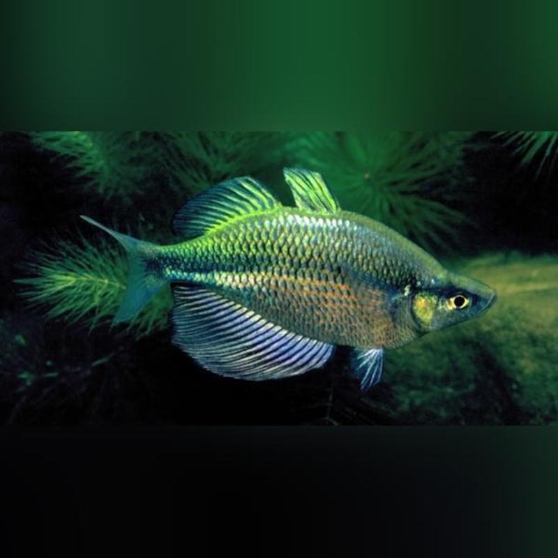 Emerald Rainbowfish