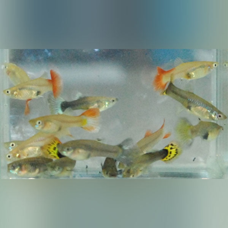 Fancy Female Guppy