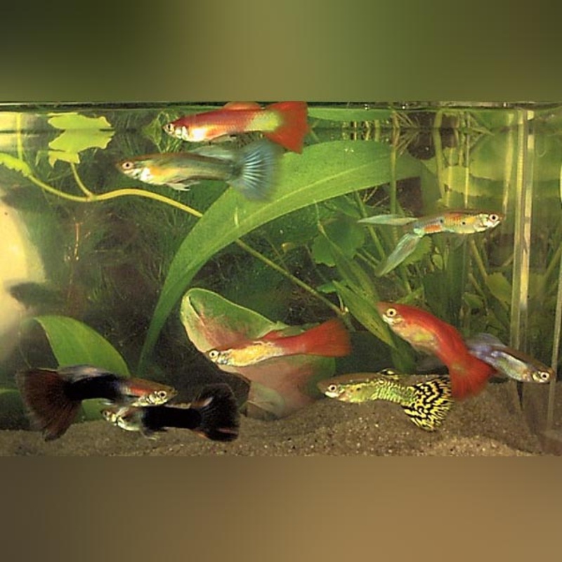 Fancy Male Guppy