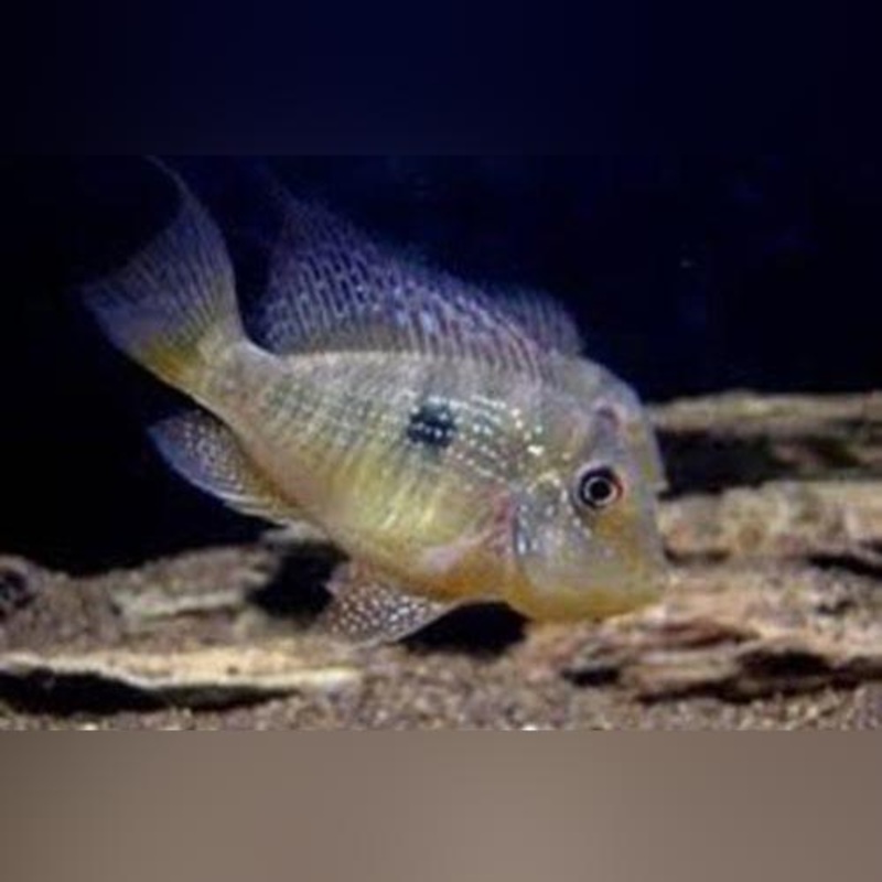 Fat Head Balzani Cichlid