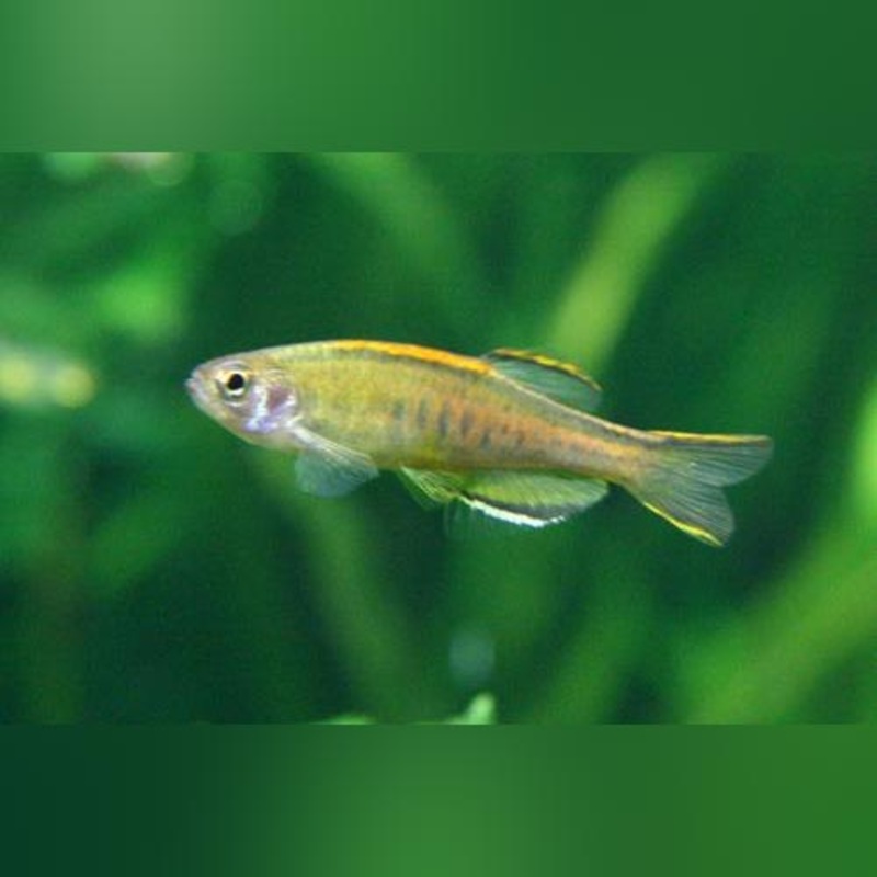 Glowlight Danio (School of 5)