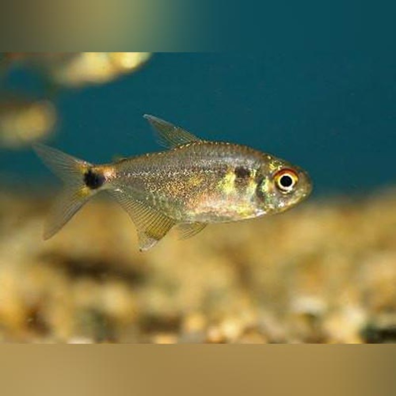 Head and Tail Lite Tetra