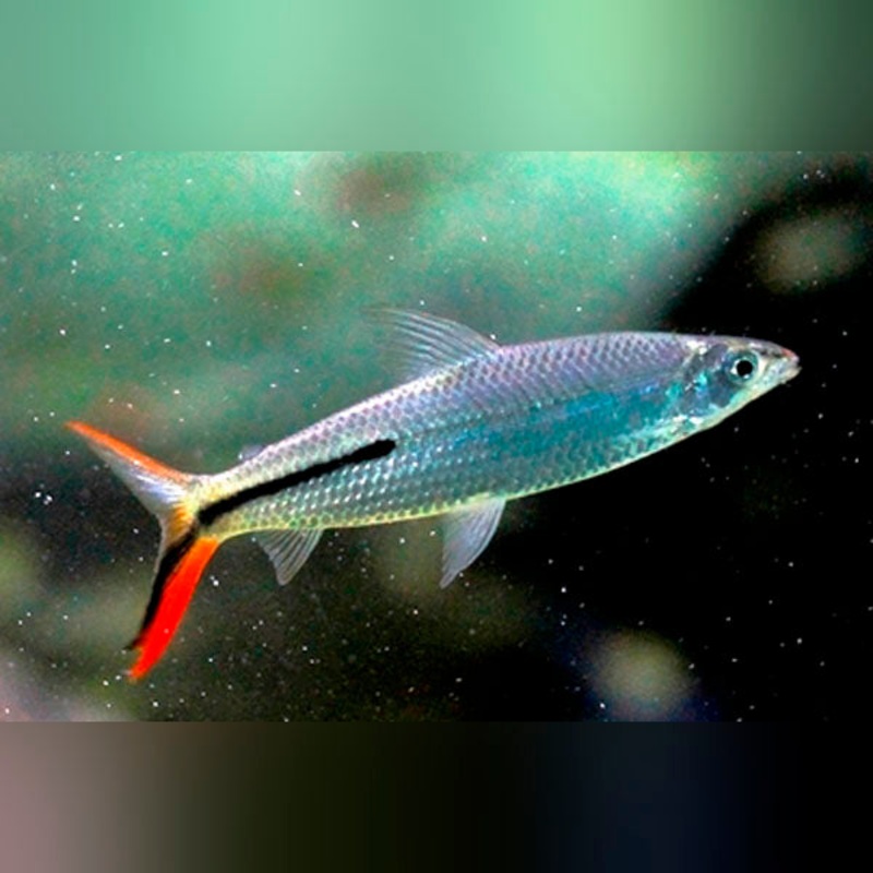Hemiodus Red Tail