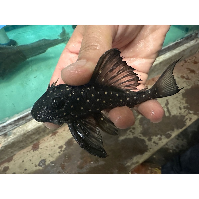 L-501 Black Phantasm Pleco