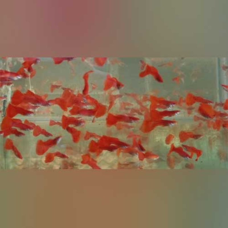 Male Albino Red Fire Guppy