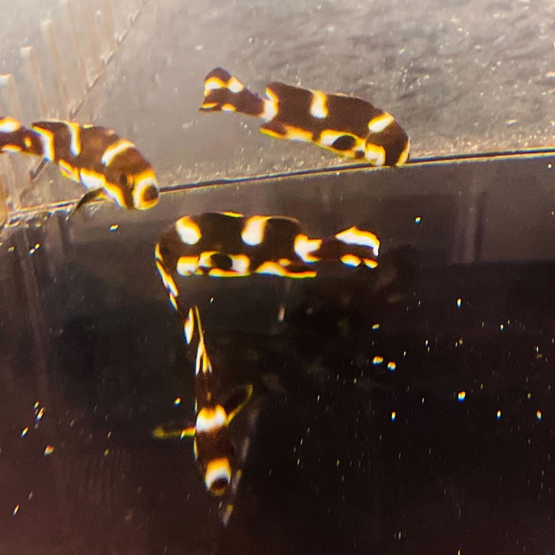 Oriental Sweetlips (Juvenile)