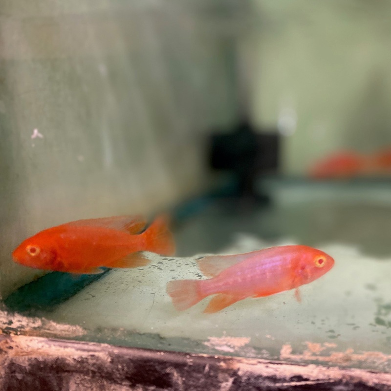 Peacock Cichlid Albino