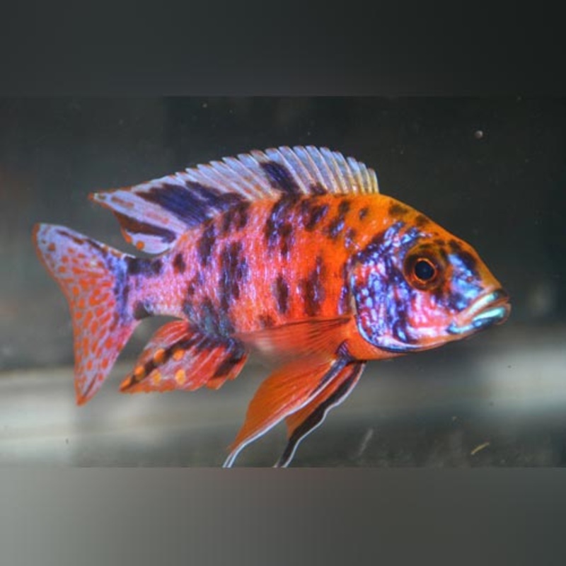 Peacock Kaleidoscope Cichlid