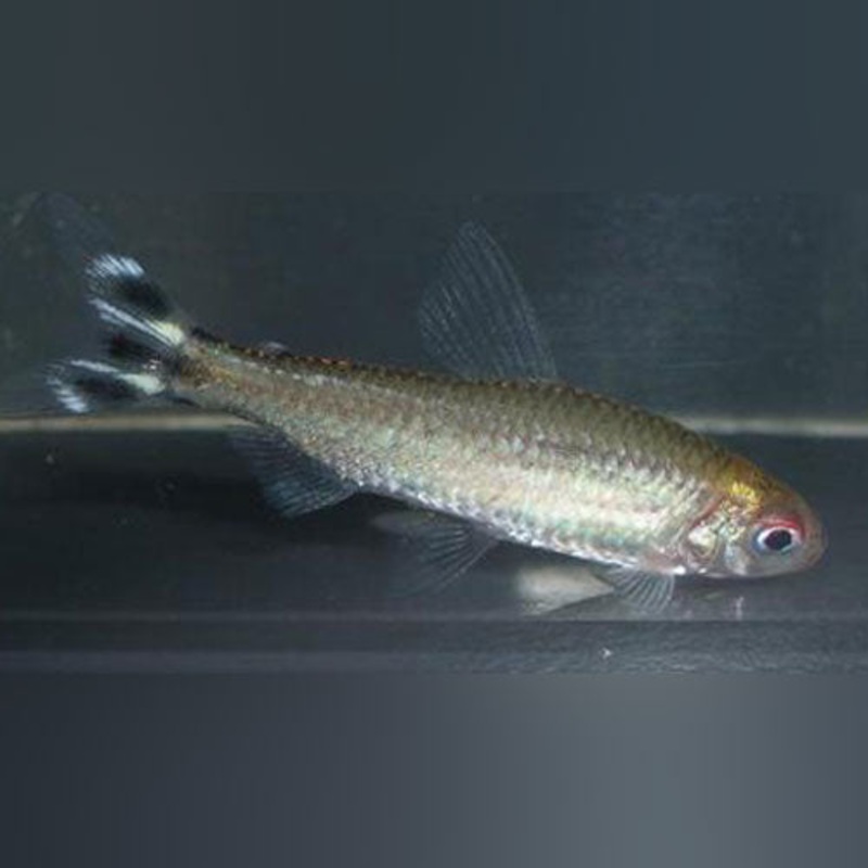 Platinum Rummynose Tetra