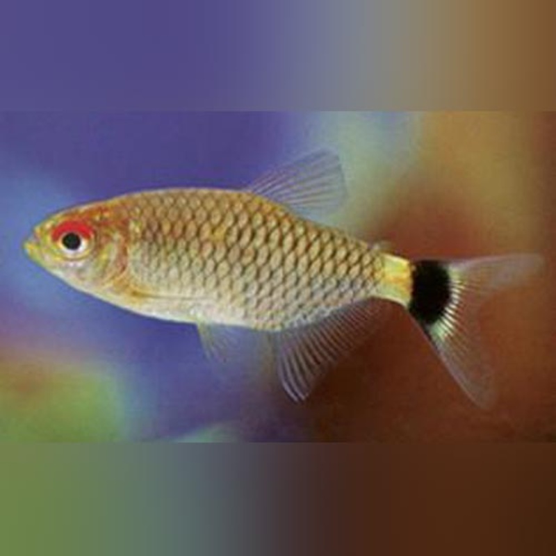 Red Eye Monk Tetra