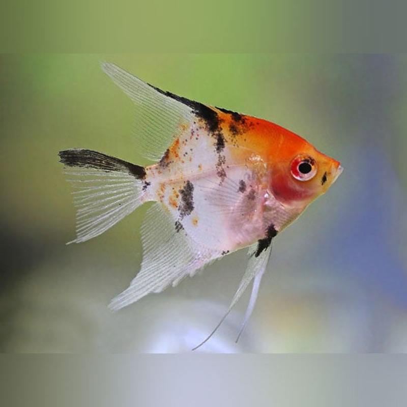 Red Head Koi Angelfish