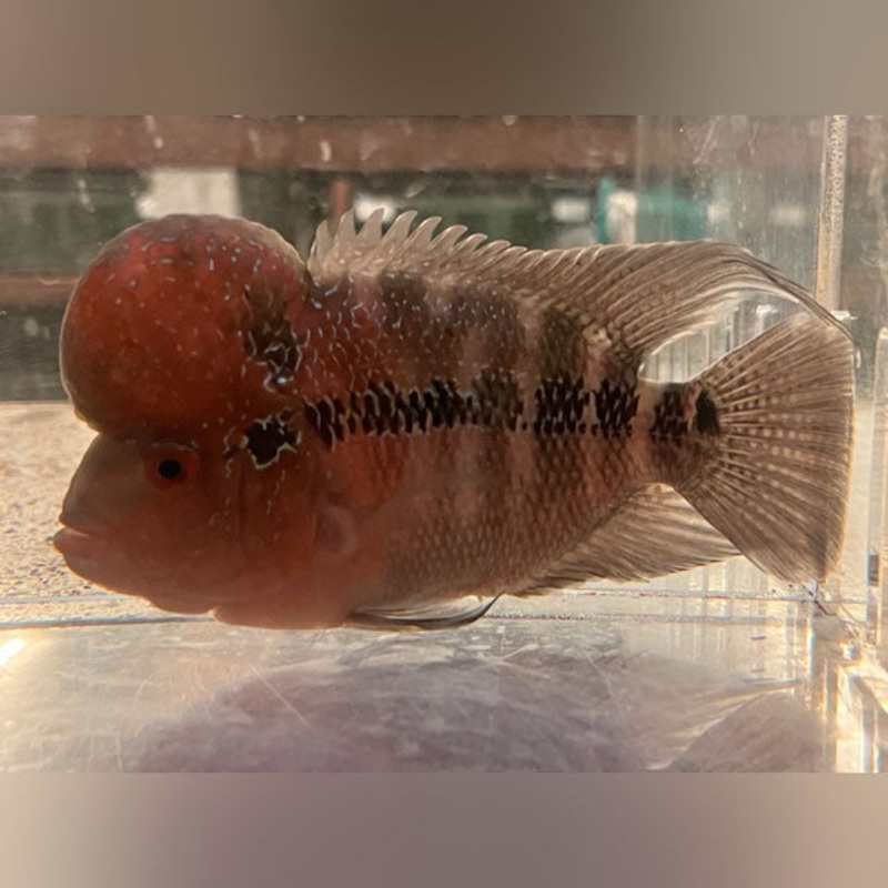Red Hump Head Show Flowerhorn