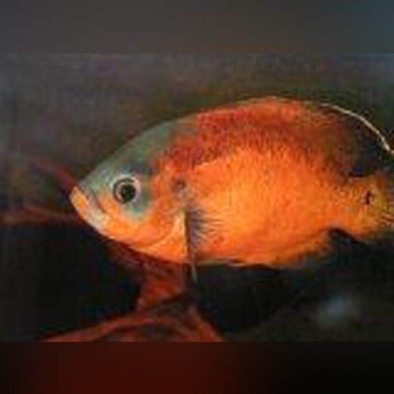 Red Oscar